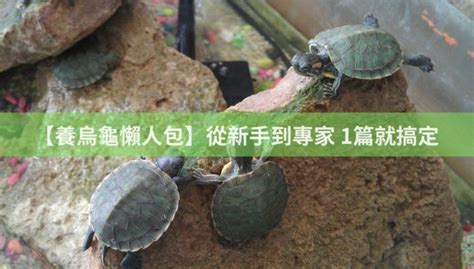 烏龜家|【養烏龜懶人包】：從新手到專家，1篇就搞定